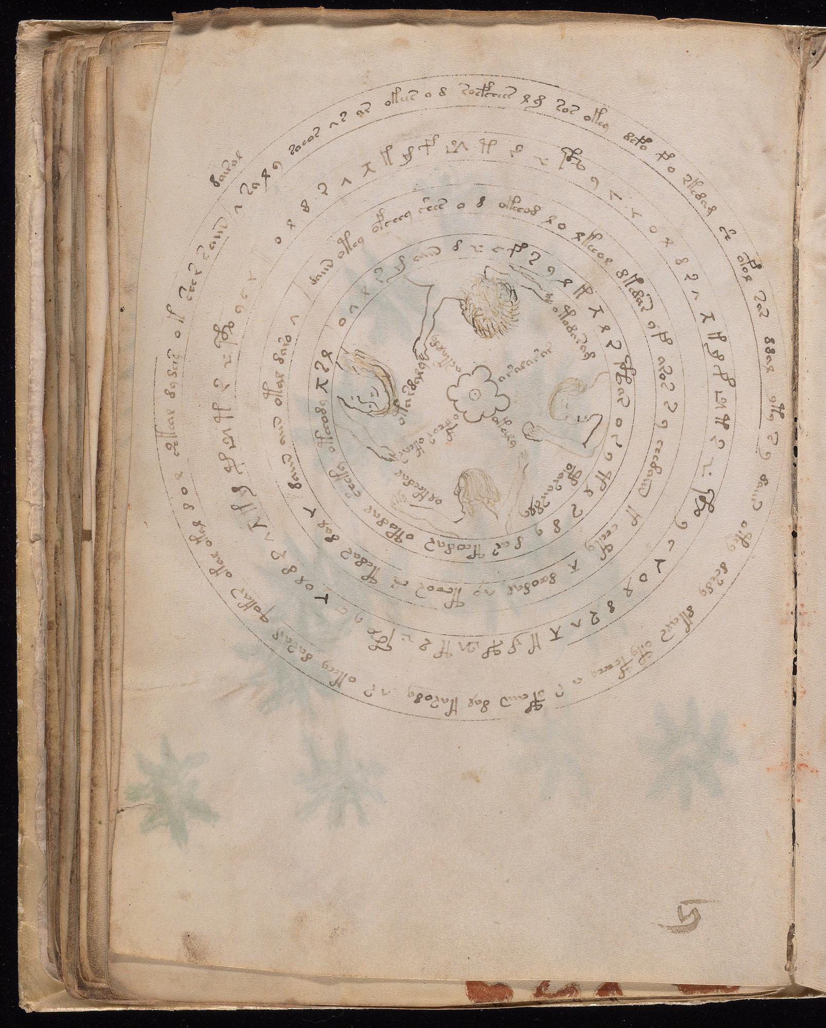 Voynich Manuscript folio f57v — Beinecke MS 408